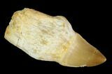 Fossil Rooted Mosasaur (Prognathodon) Tooth - Morocco #116956-1